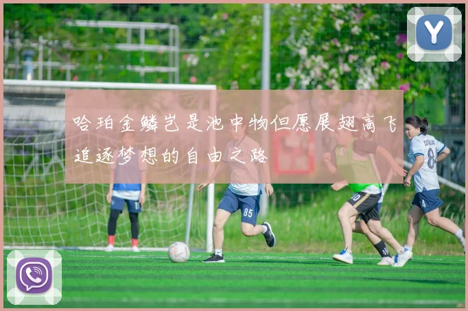 哈珀金鳞岂是池中物但愿展翅高飞追逐梦想的自由之路